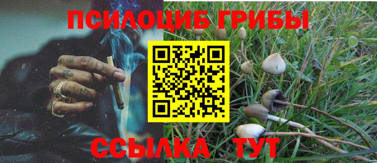 Псилоцибиновые грибы Psilocybe Краснодар